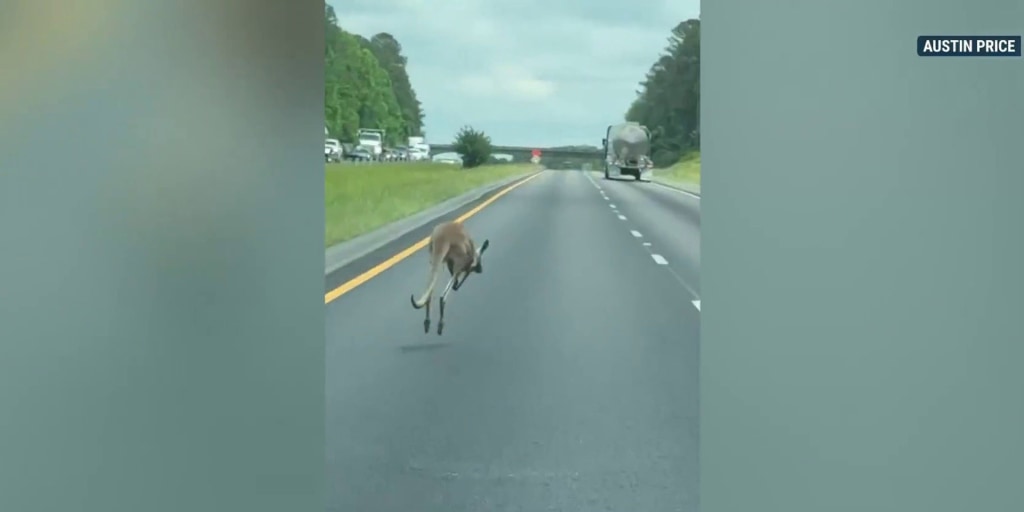 Kangaroo hopping along Alabama highway causes crash, roadway closure