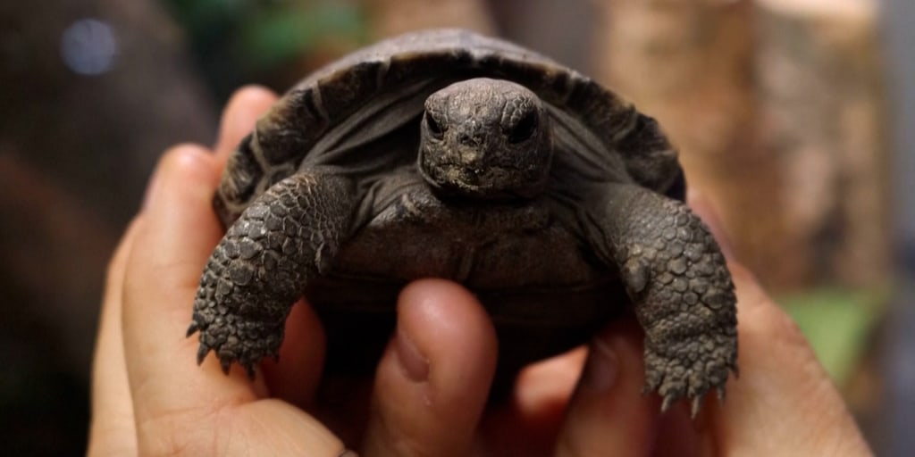 tortoise_thumb-8kuuwi.jpg