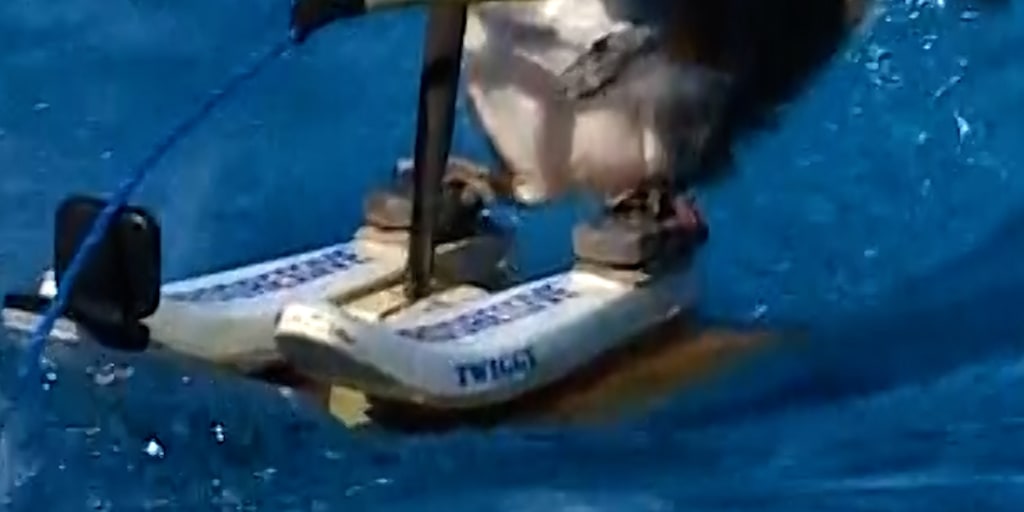 Twiggy the water-skiing squirrel wows fairgoers