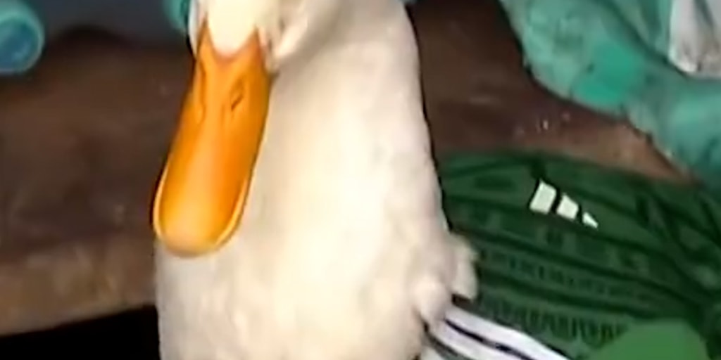Pet duck becomes Mexico's World Cup 'ambassador'