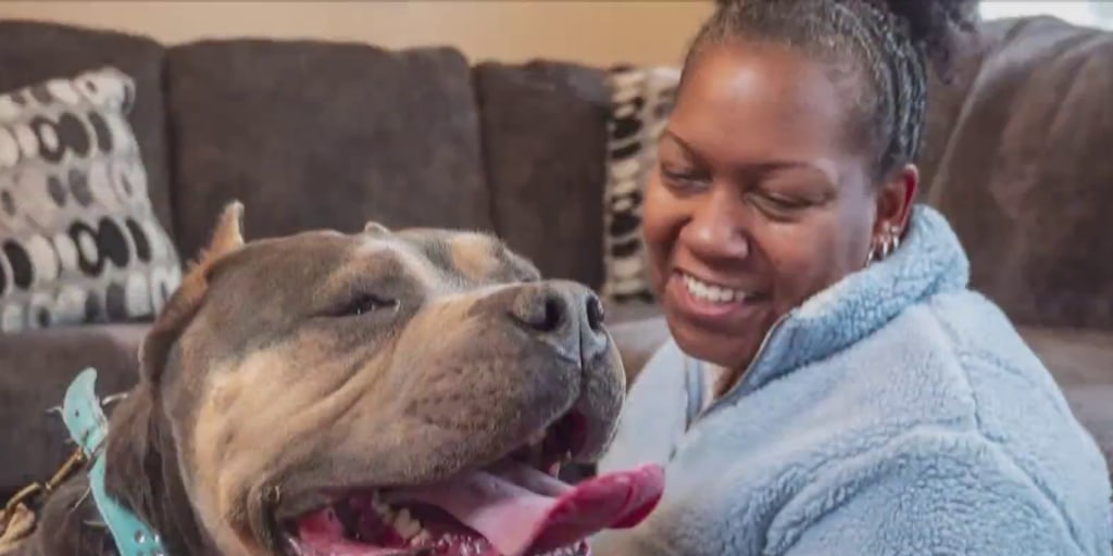 New tech helps reunite missing pets with their families