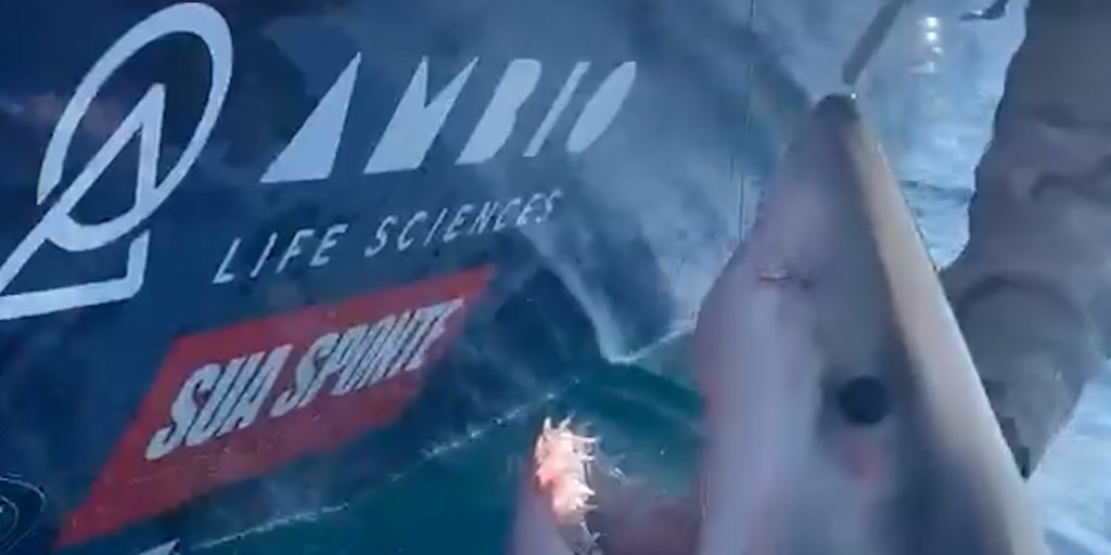 Great white shark lunges at veteran who tried to pet it