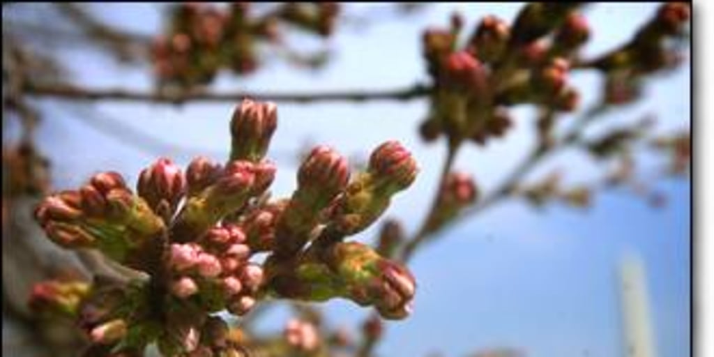 Washington Nationals Honor City's Iconic Cherry Blossoms with City