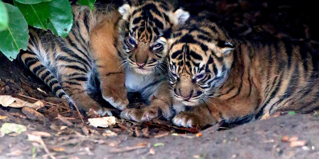 Two Sumatran tiger cubs were caught on CCTV cuddling up to their mother in  a rare glimpse, Nature, News