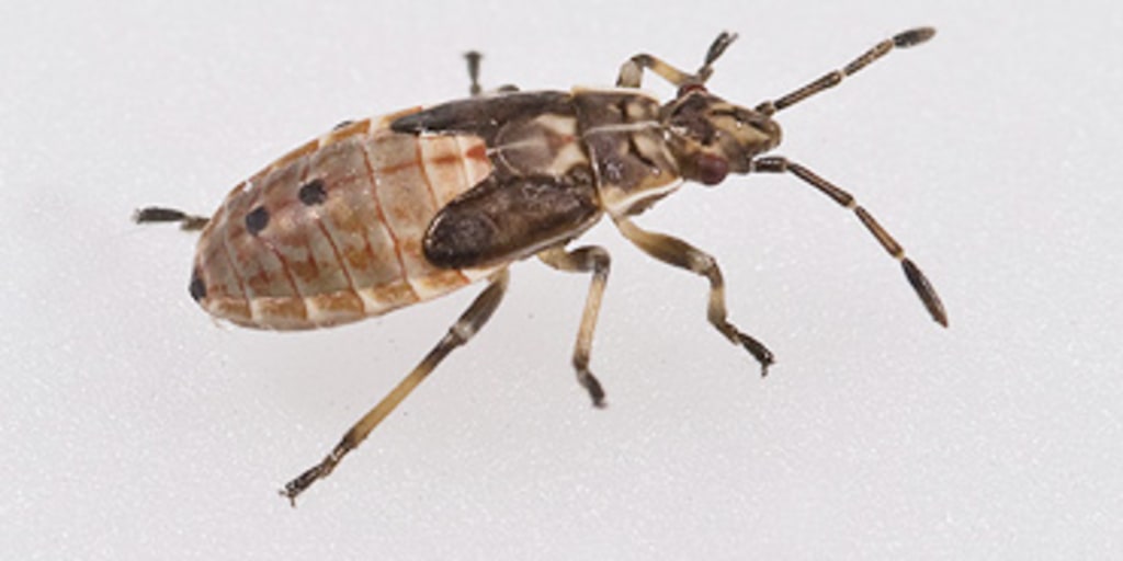 Bug News バグニュース30冊+macintoshゲーム倶楽部+オマケ 080714-science-bug-hsmall-6p.jpg