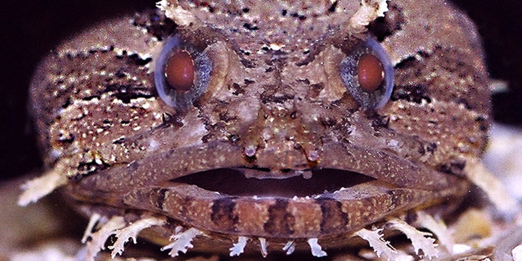 Singing for sex: Even toadfish do it