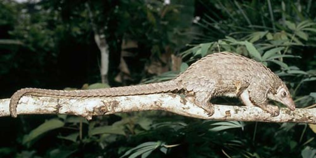 Pangolinarmadillo 080806_Pangolin.jpg