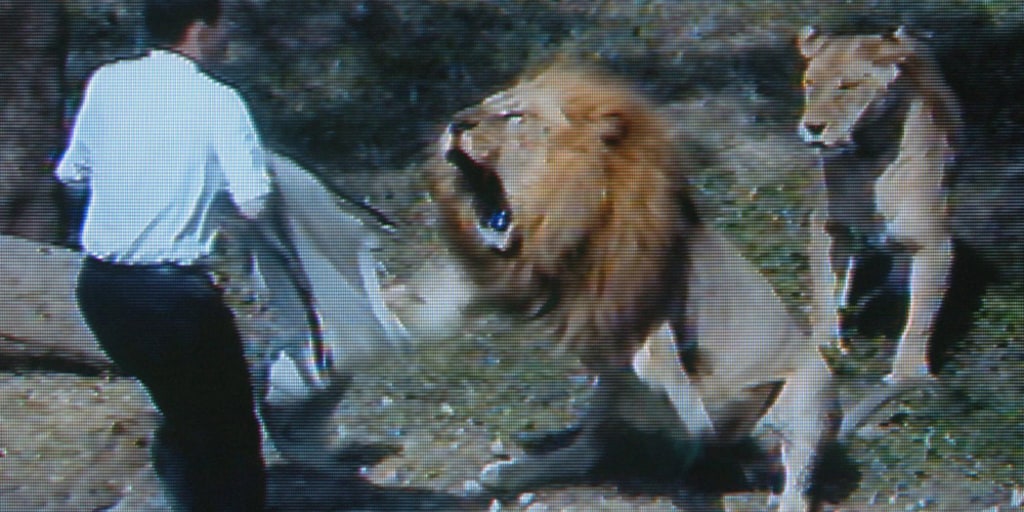 Man tries to convert lions to Jesus, gets bitten