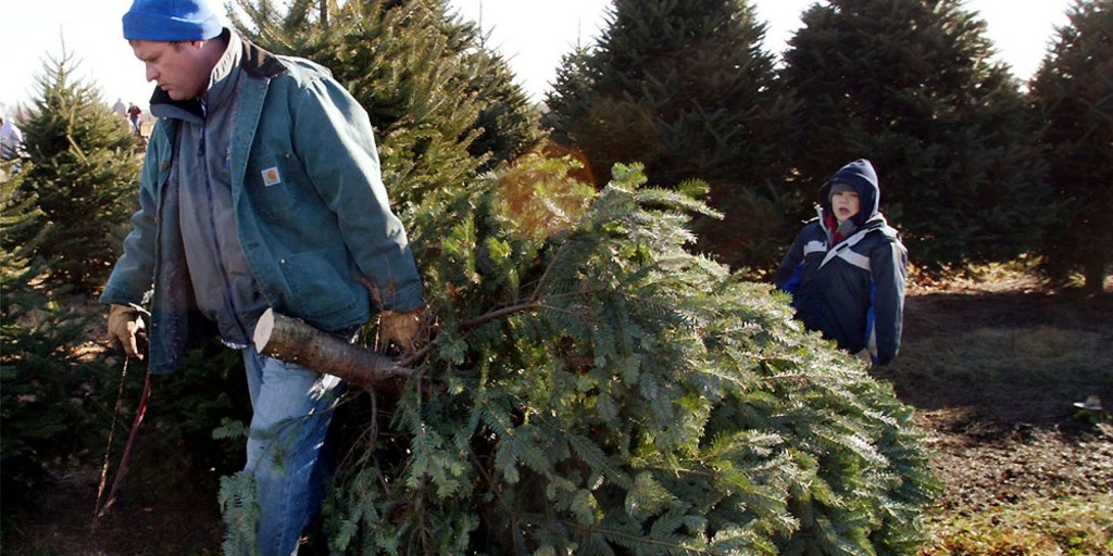 Live Tree Sales Fall As Fake Market Grows