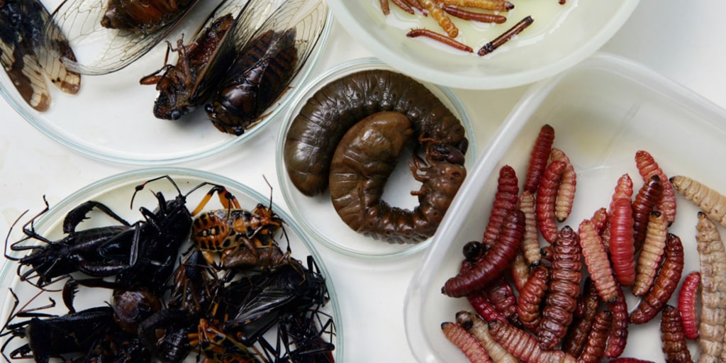 What Do Locusts Like To Eat