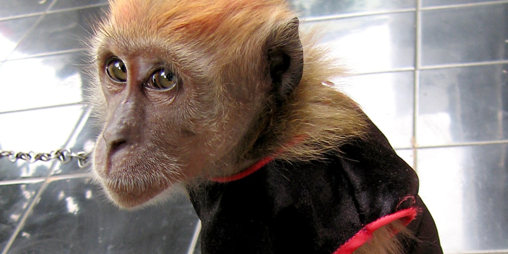 Monkeys demonstrate more cognitive flexibility than humans