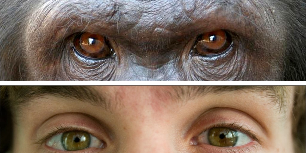 How Similar Are Humans and Monkeys?