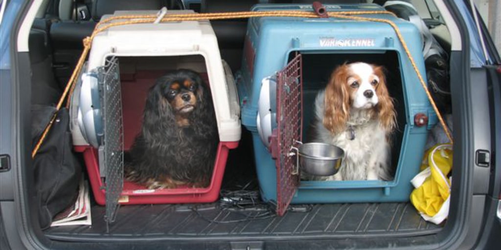 Seeking out the ideal dogmobile