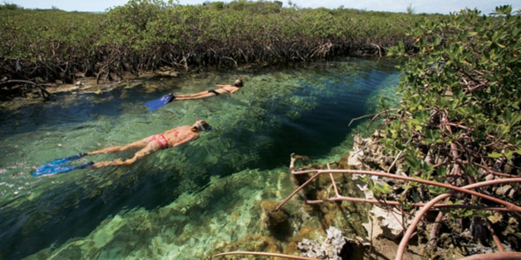 Underground sea 、Tropical、Bayou caption.jpg?w=900&h=500&s=1