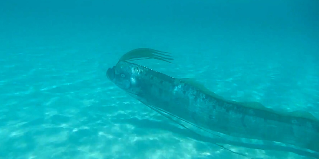 Caught on Camera: Rare Sighting of Oarfish, World&#39;s Largest Bony Fish