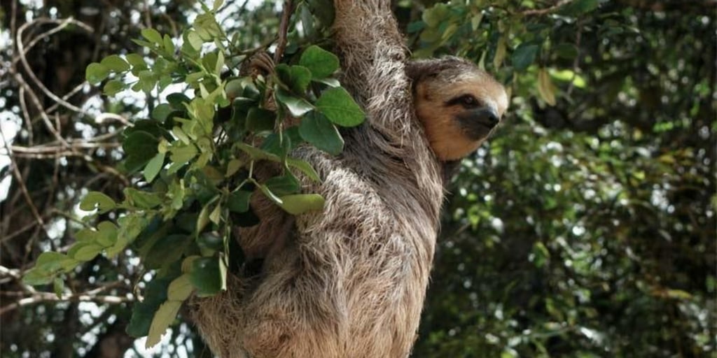 How Sloths Hang Upside Down Without Getting Tired