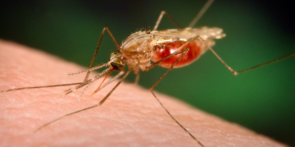 Simple Ways To Get Rid of Mosquitoes 