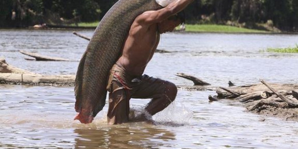 Arapaima Alert: Amazon's Biggest Fish Is Going Extinct