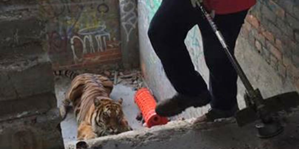 Tiger Spotted At Disused Detroit Auto Plant After Photo Shoot Reports