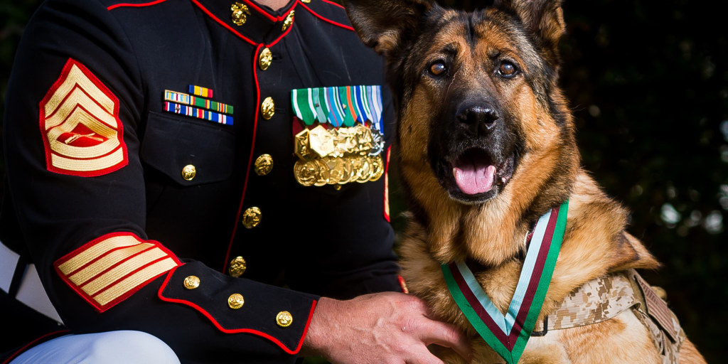 united states marines corps as a specialized search dog lucca