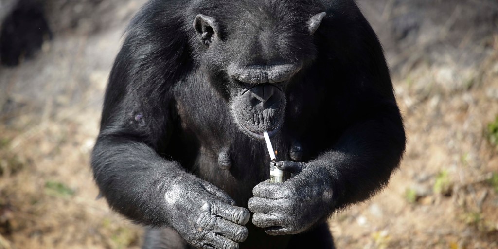 North Korea s New Star Azalea the Smoking Chimp at Pyongyang Zoo