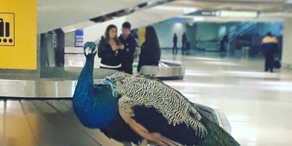 Pet peacock (not peahen) reunited with its owner thanks to tip to  Naperville Animal Control