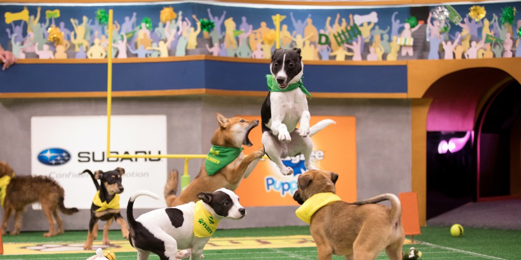 Refereeing the Puppy Bowl isn't just the best job. It's a chance to help so  many dogs.