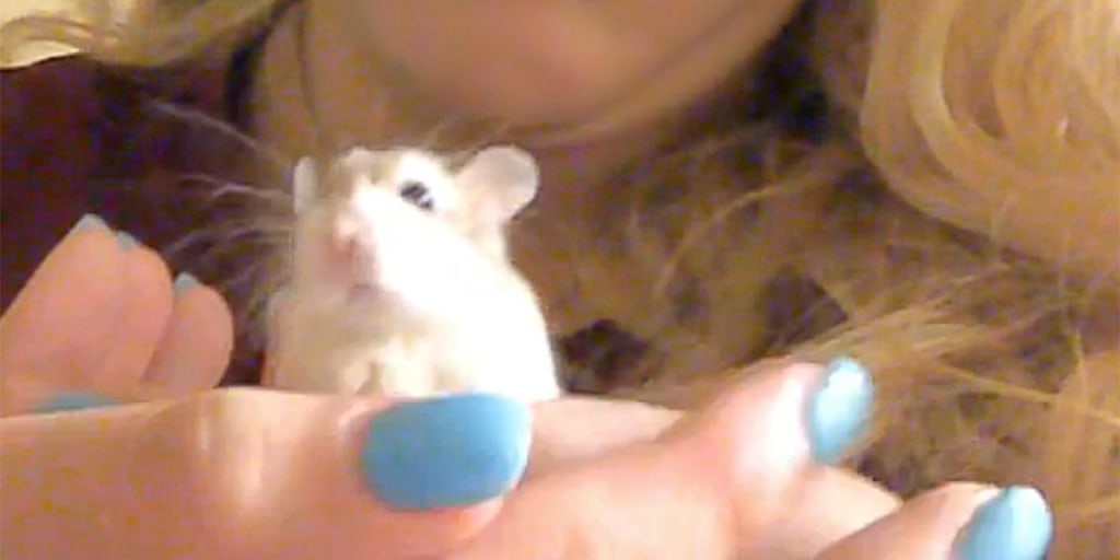 The pet I'll never forget: the emotional support hamster who