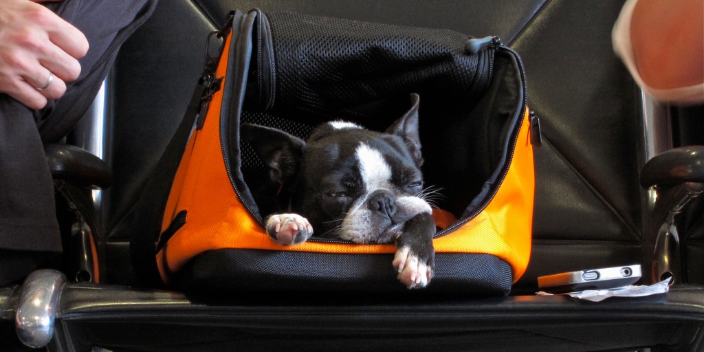 Travelling By Plane With Your Dog, 2019 Updated Safety Rules