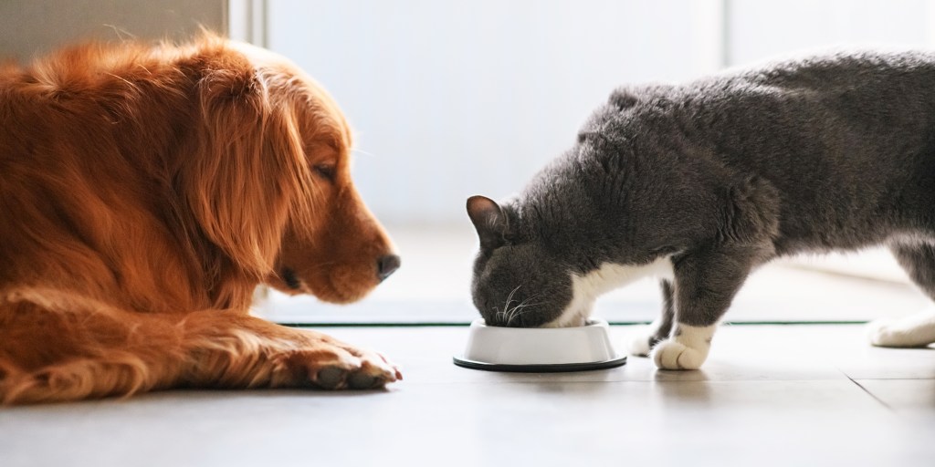 Where to find the cheapest prices on dog and cat food