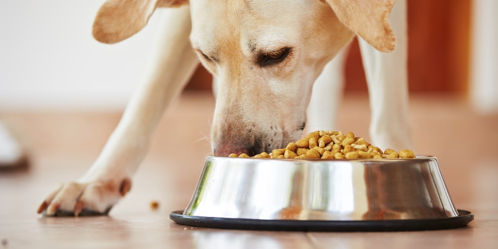 Grain free 2025 dog food warning