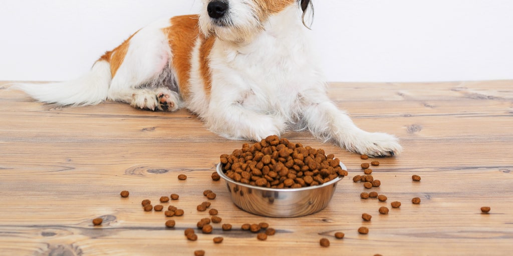 After FDA warning about grain free pet food what s safe to feed