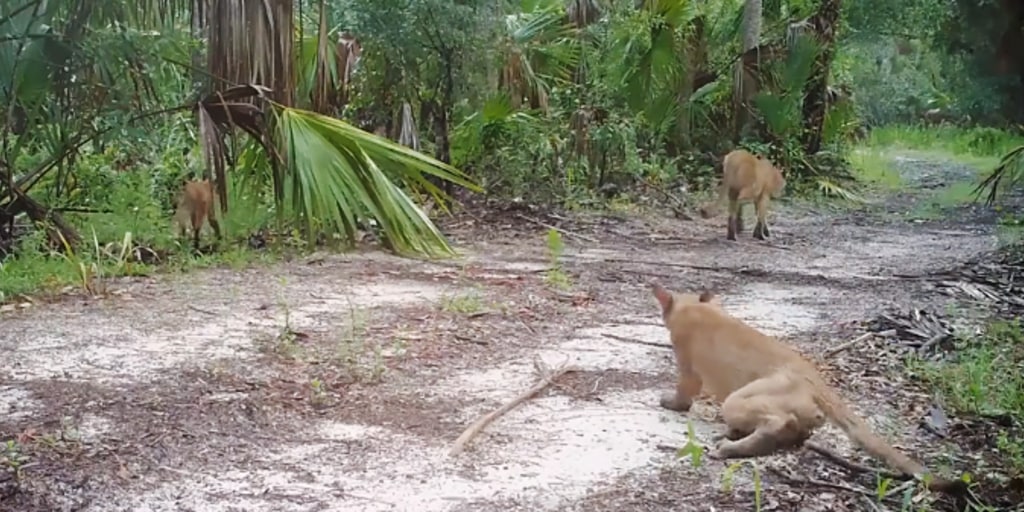 Florida panthers and bobcats are walking weird. Wildlife officials can't figure out why. Florida panthers and bobcats are walking weird. Wildlife officials can't figure out why.