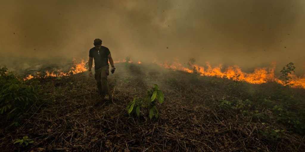 Climate Change Oxygen And Biodiversity Amazon Rainforest Fires Leave Plenty At Stake