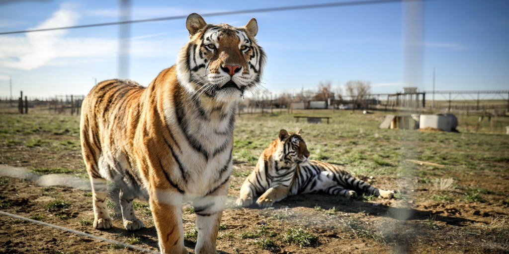 Siberian Tiger Park - All You Need to Know BEFORE You Go (with Photos)