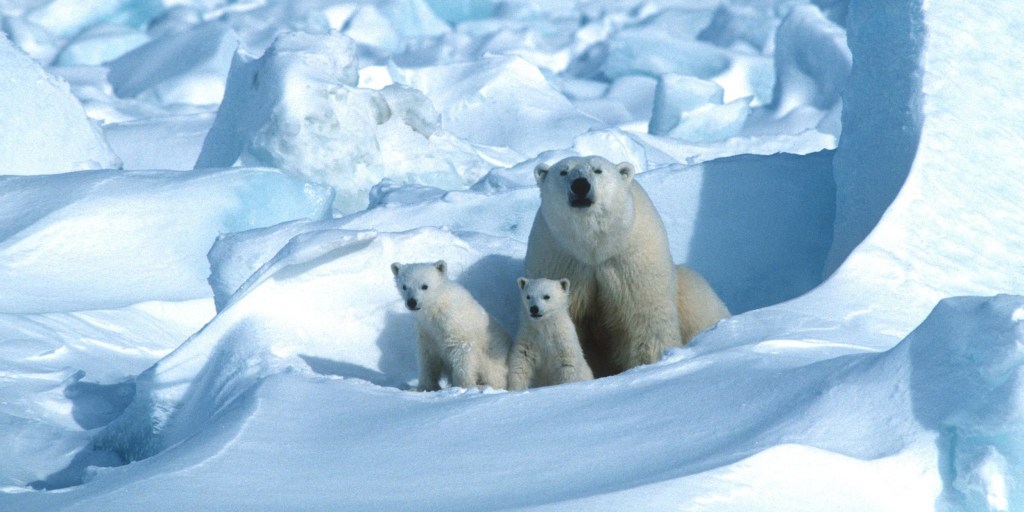 These Arctic Ice Molds Show Polar Bears and Penguins Walking On Glaciers