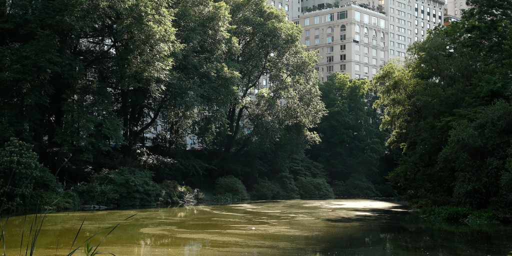 Dead body found in Central Park in same spot where body was found last year