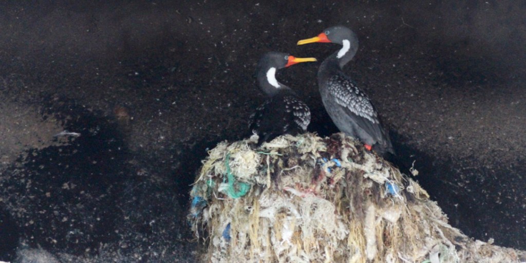 On the coast of Chile, bird nests show the scars of plastic pollution