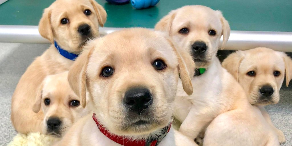 Pup S Looking At You Kid Puppies Can Understand Human Cues From Very Young Age