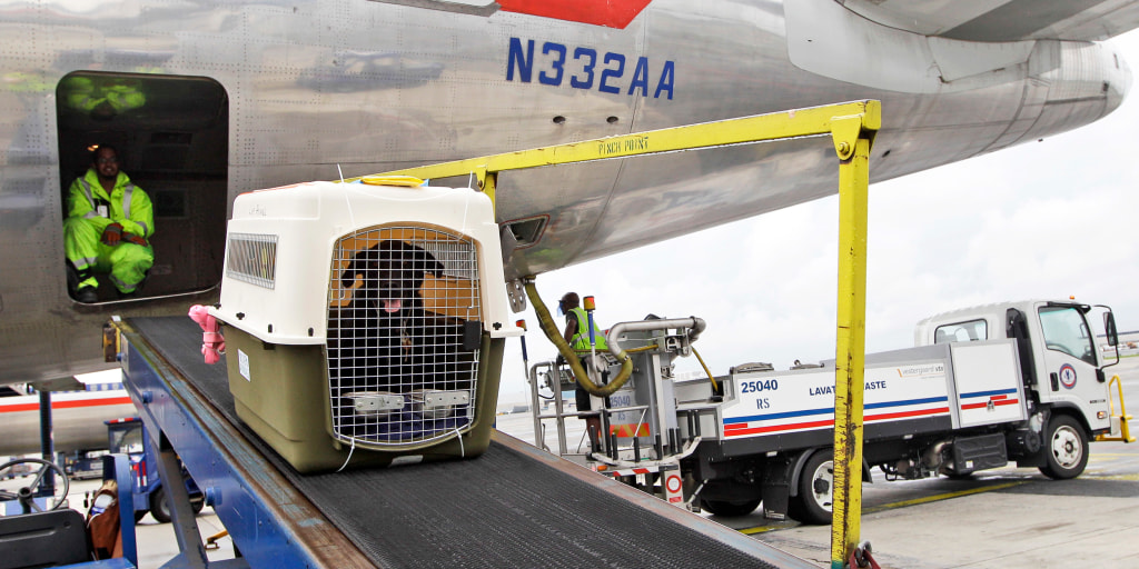 aa cargo animals