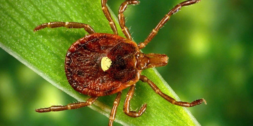 Health officials warn residents about rabbit fever, a rare tick-borne illness, after three cases were reported on Long Island. <https://t.co/WuFta0KbSu>
 [↧](ht