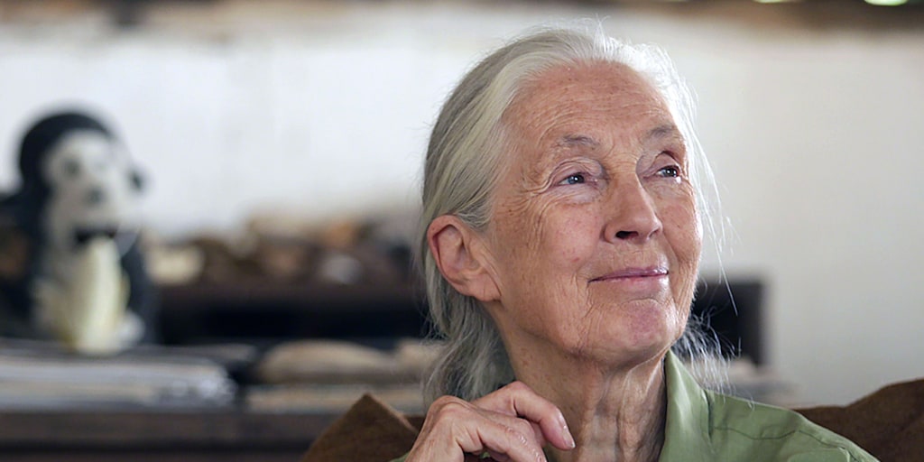 Jane Goodall: How I overcame being called 'just a girl' - Vimarsana News