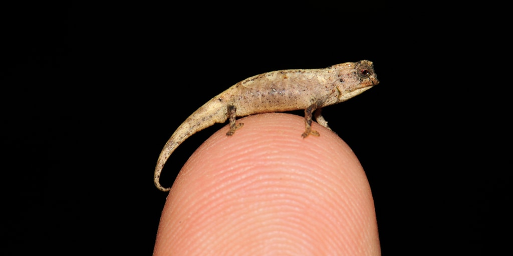 その他 Swedish Chameleon SC3 Tiny This newly discovered chameleon is so tiny it can fit on your