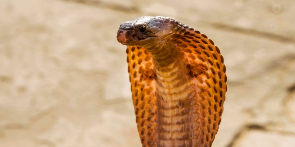 Snake As Murder Weapon Man Sentenced To Life For Killing Wife With Cobra