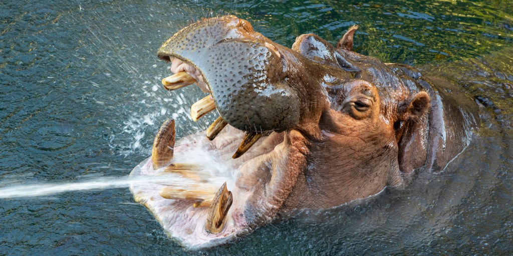Otis, the 'smiling hippo' at the San Diego Zoo, dies at 45 after