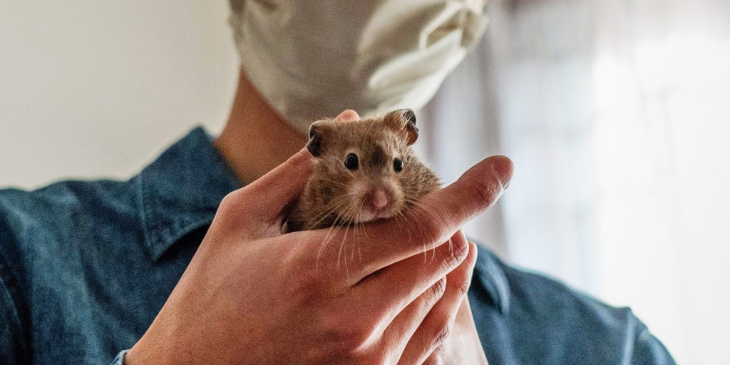 Hongkongers launch hamster rescue mission after Covid cull declared, Hong  Kong