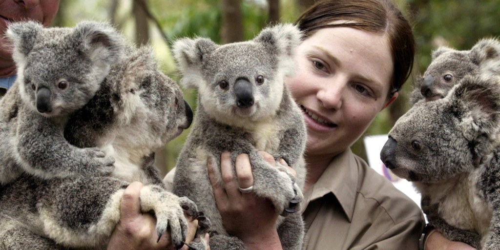 Australia to spend additional $35 million to protect koalas