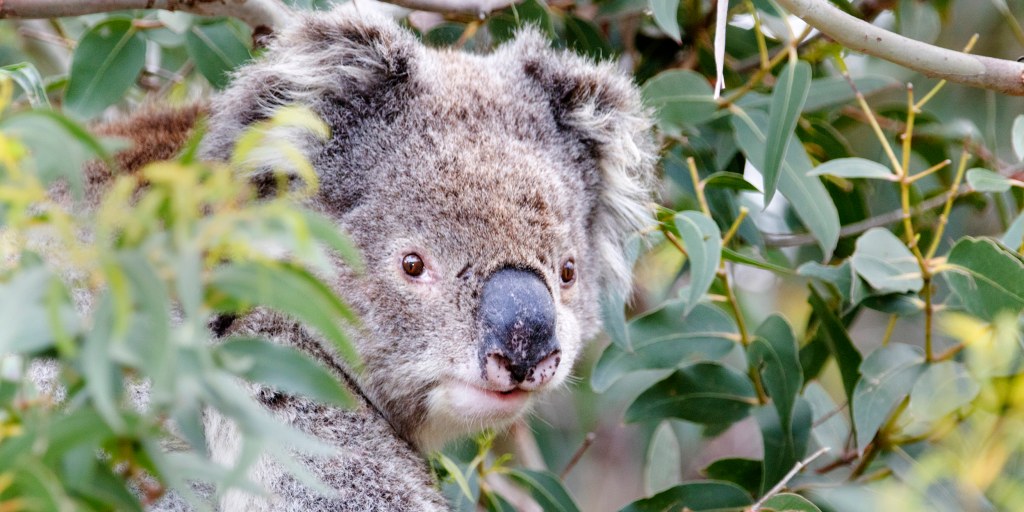 A World Without Koalas? Losing the Marsupial Could Make Australian  Wildfires Worse - CNET