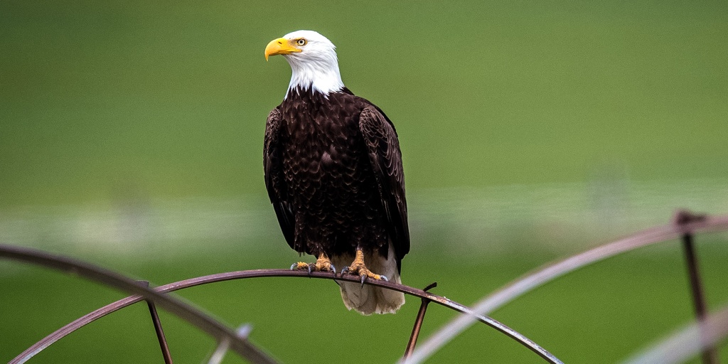 Nearly half of bald eagles have lead poisoning, Science