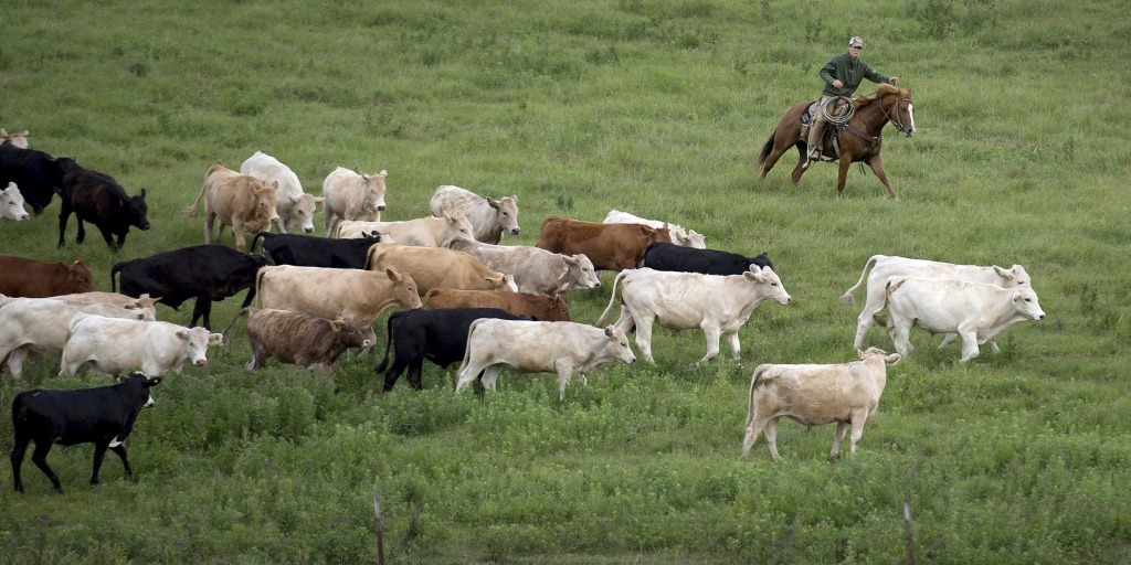 Cattle dead in Kansas